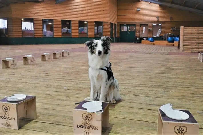 Hundsitz vor aufgebauten Dogscan Testmasken